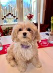 cavapoo valp