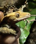 Ögonfransgecko med terrarium