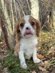 Cavaliere King Charles spaniel valpar 