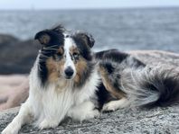 Shetland Sheepdog (Sheltie) tik, 4år