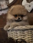 Pomeranian 