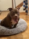 American bully - pocket hane 