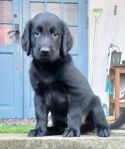 Flatcoated Retriever 