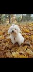 Bichon Havanaise/Malteser