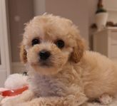 maltipoo valp