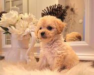 maltipoo valp