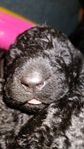 Curly Coated Retriever