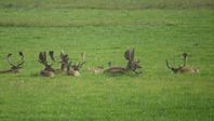 Swedish hunting exam, 3-day course