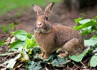 Belgisk Jätte/Belgisk Hare