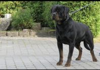 Top Rottweiler Skk reg