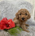 cavapoo valpar leveransklara