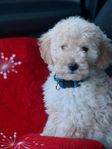 Goldendoodle 