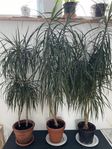 Dracaena  3 st palmer 