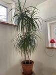 Dracaena  3 st palmer 