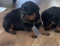 Rottweiler valpar 