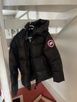 Canada Goose dunjacka (medium)