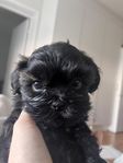 shih tzu hanvalp