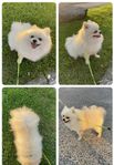 pomeranian hane utlånas för avel 