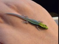 phelsuma klemmeri 