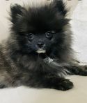 MINI POMERANIAN VALP