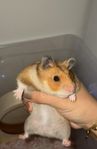 Guldhamster