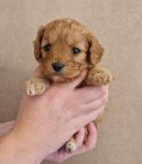 Underbar Cavapoo valp hane