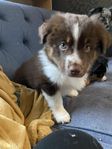 Miniature american shepherd 