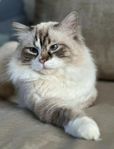 Ragdoll