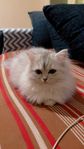 Persian Ragdoll Mix