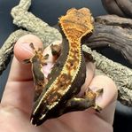 Ögonfransgecko harlequin 