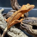 Ögonfransgecko orange dalmation