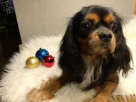 Cavalier King Charles Spaniel