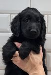 Leveransklar Flatcoated Retriever valp