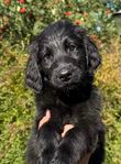 Underbar Flatcoated Retriever valp