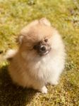 Pomeranian/papillon