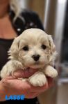 Maltipoo valpar f 24/10-24.  Lev.klara 19/12-24