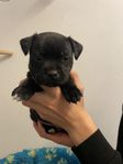 Staffordshire bullterrier valpar 