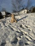 Blandras: Labradoodle (valp 12 veckor) 