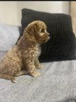 CAVAPOO