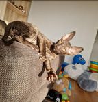 Cornish Rex kattunge 