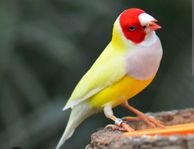 Gouldamadine, Gouldian finch