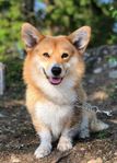 Welsh Corgi Pembroke