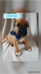 amstaff/ dogue de bordeaux valpar 