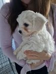 malteser/bichon havanaise