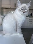 ragdoll/helig birma