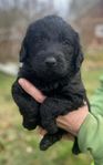 Härliga blandrasvalpar (Labradoodles)