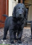 Flatcoated  Retriever 