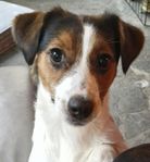 Jack Russell tik 