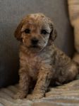 Cavapoo