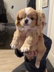 cavachin